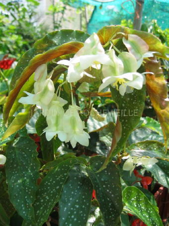 B. ‘Pluie d’Argent’